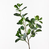 Ficus Microarpa Spray - Green