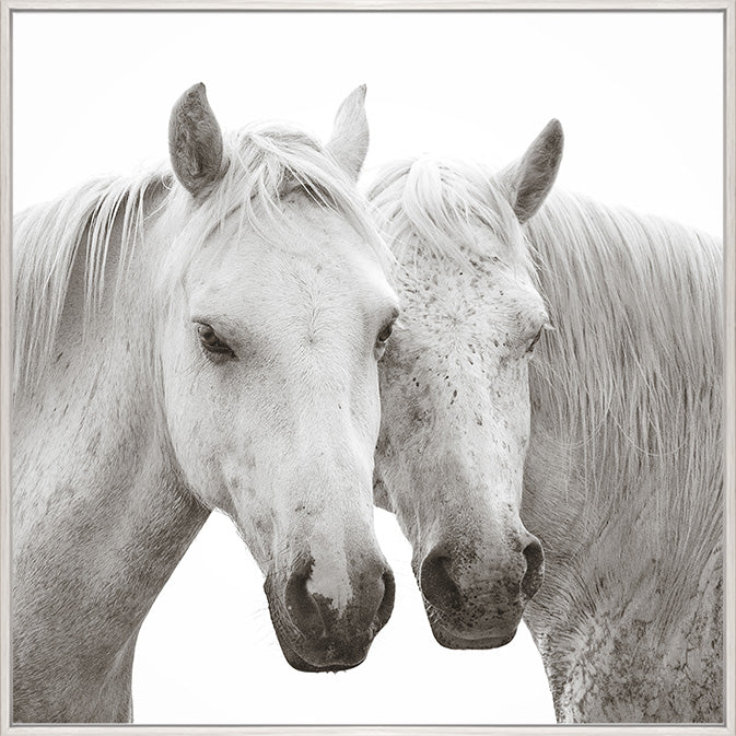 Buy Two Grey Horses Nuzzled Together Frame in Perth, Osborne Park
