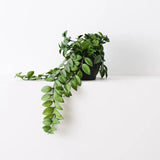 Locust Honey Plant