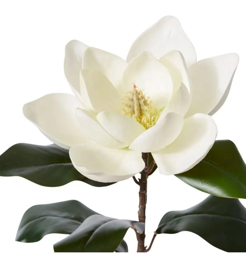 Magnolia Flower Stem - White