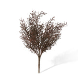 Santolina Bush - Brown