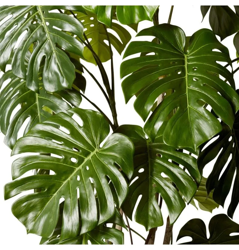 monstera deliciosa perth Buy Monstera Vine Plant Potted Green in Perth, Osborne Park, and Joondalup, WA – The Furniture Gallery