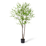 Pieris Tree - Dark Green