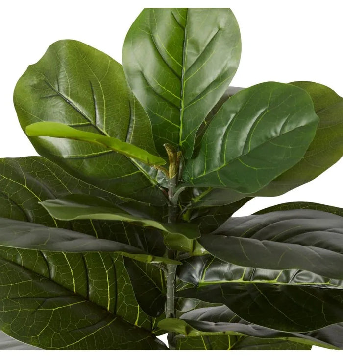 fiddle leaf fig perth Buy Fiddle Leaf Tree Plant in Perth, Osborne Park, and Joondalup, WA – The Furniture Gallery