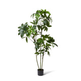 Schefflera Tree - Green