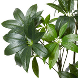 Schefflera Tree - Green