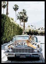 Rodeo Tiger